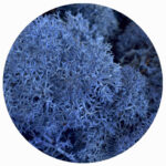 blue moss