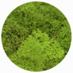 light green moss