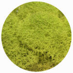 lime green moss