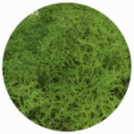 nature green moss
