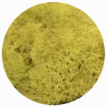 yellow moss