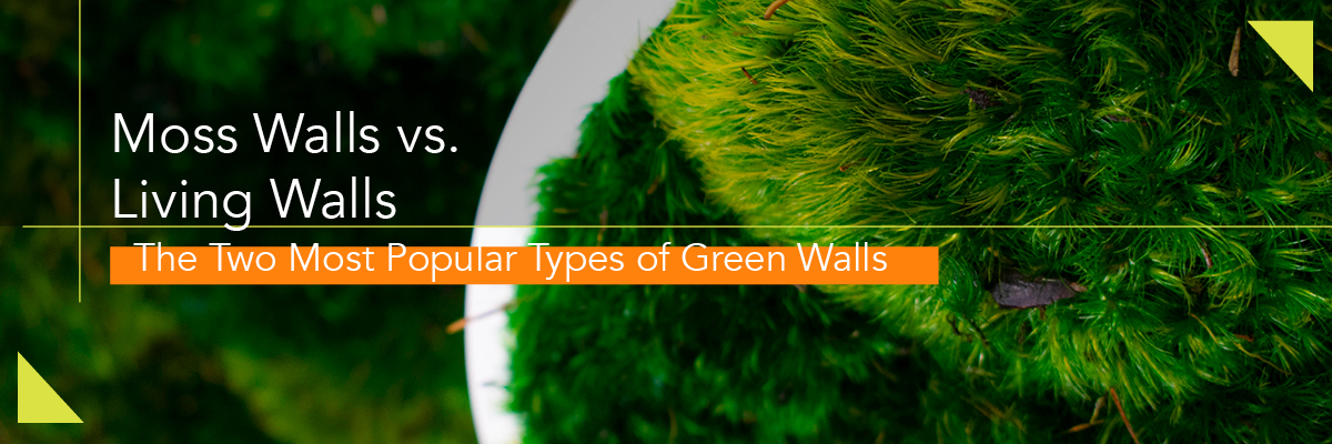 moss walls vs living walls