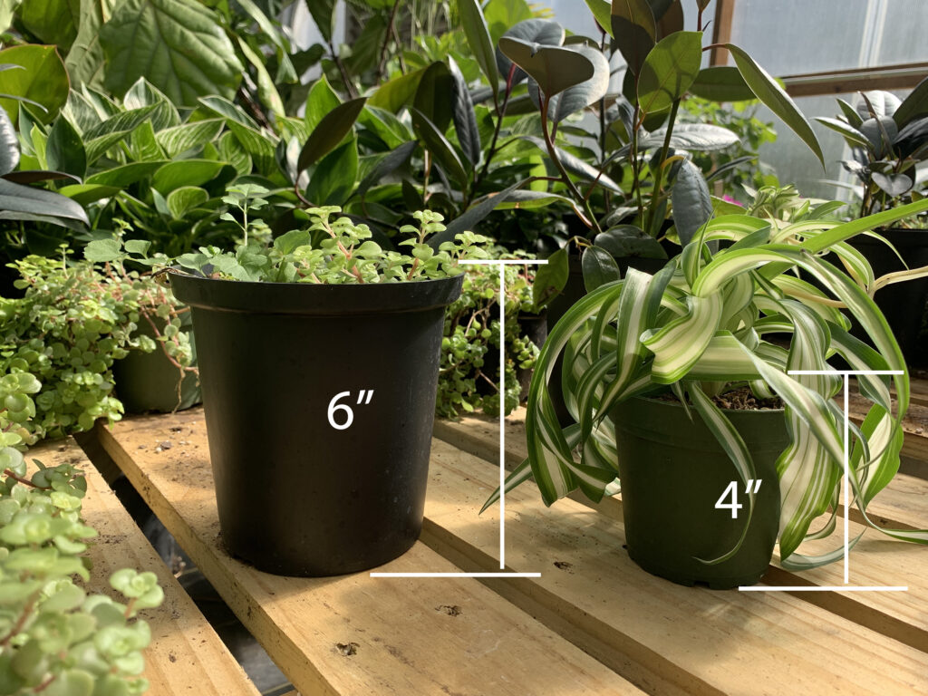 6 inch growpot vs 4 inch labels 2 copy