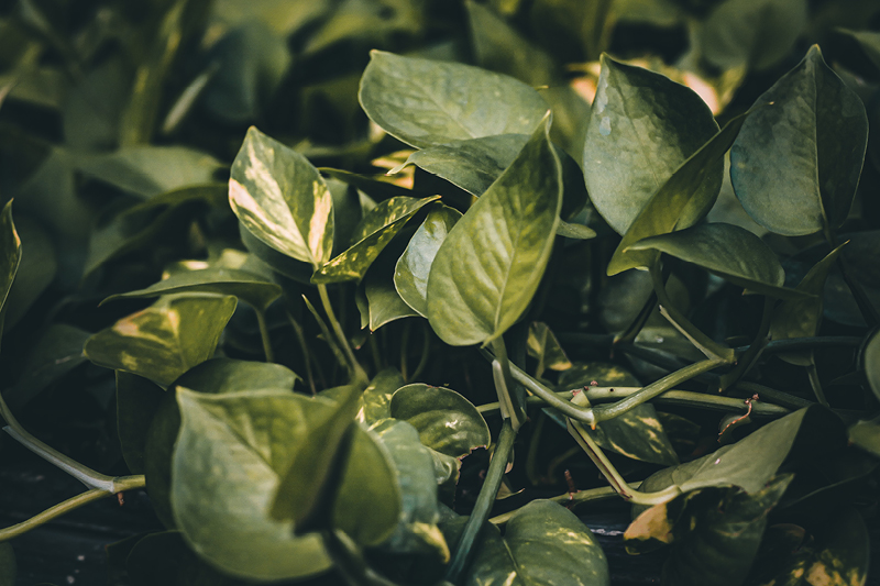 pothos plant closeup - plant types to use in living walls