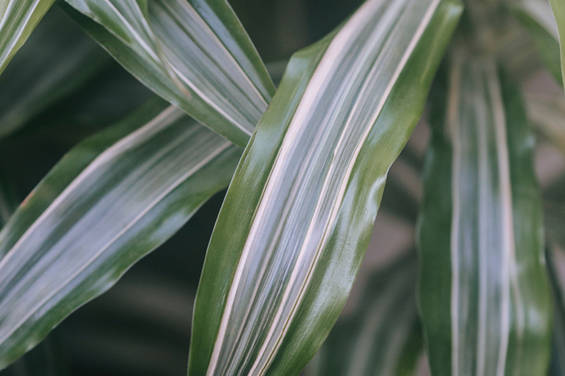 dracaena striped leaves closeup