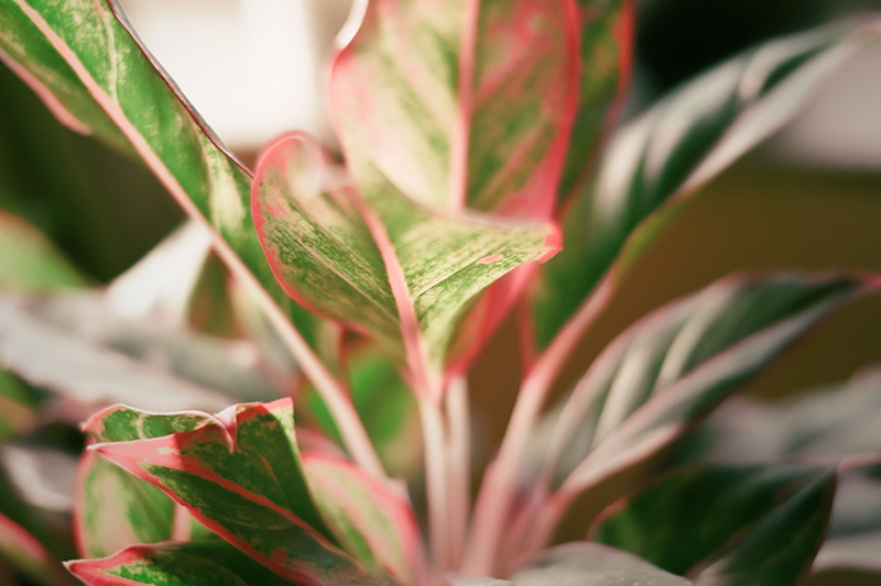 aglaonema leaves with pink tint