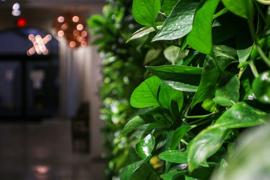 GO RPH Living Wall leaves lo res