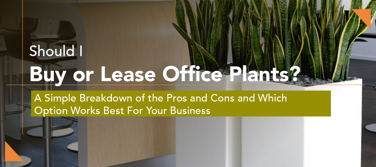 Green Oasis Buy or Lease Office Plants blog header