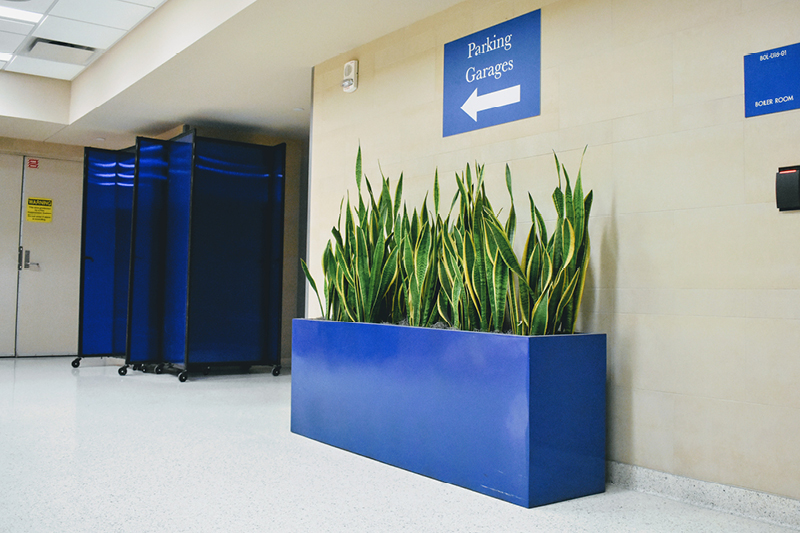 Texas-based interior plant service for indoor floor plants