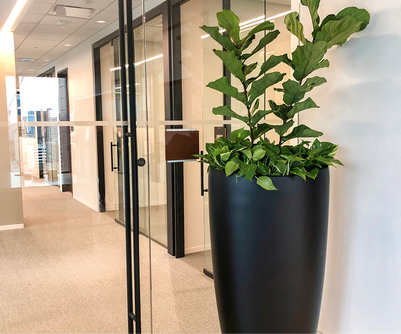Commercial Interior Plant Care in Texas