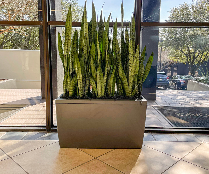 Office Interior Plant Services in Texas