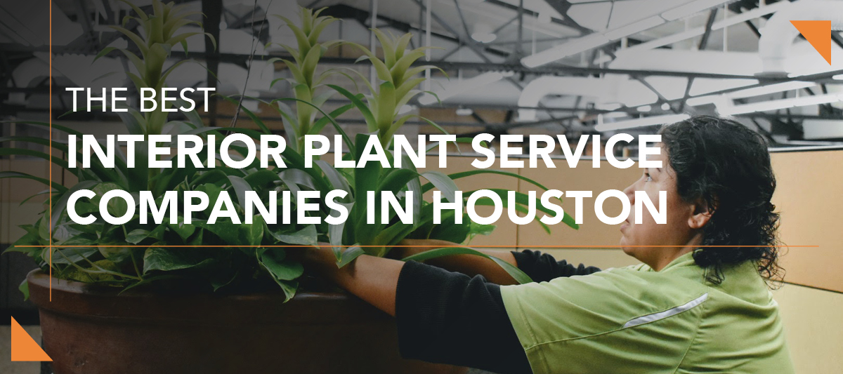 Green Oasis Best Plant Services companies blog header3
