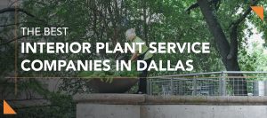 Green Oasis Best Plant Services companies blog header4