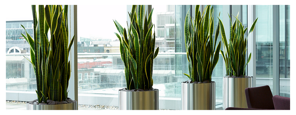Best Plants for Office Blog GO images2