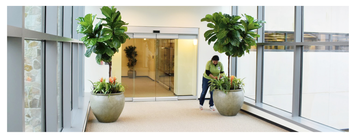 Best Plants for Office Blog GO images6