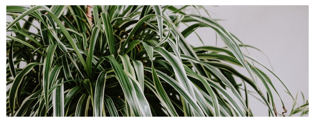 Best Plants for Office Blog GO images7