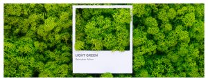 Moss Color Guide | Green Oasis