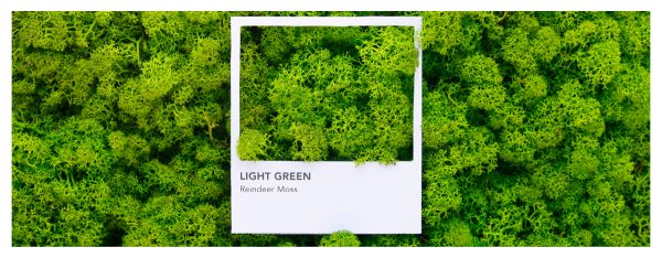 Moss Color Guide | Green Oasis