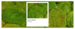Moss Color Guide | Green Oasis