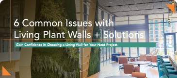 6 Common Issues with Live Plant Walls and How to Solve Them