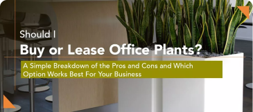 Should I Buy or Lease Office Plants?