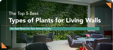 Top 4 Plant Types to Use In Living Walls