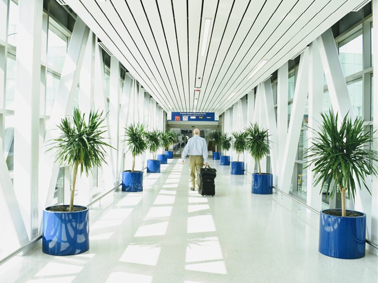 Interior Plant Service for San Antonio Airport.