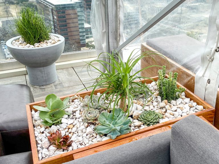 Interior Plant Services for Thompson Hotel.