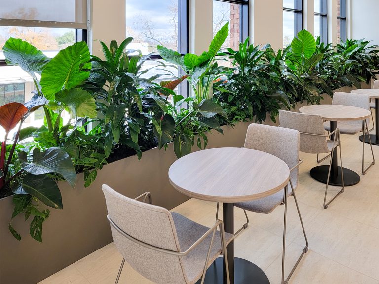 Interior Plant Service for RWE Office.