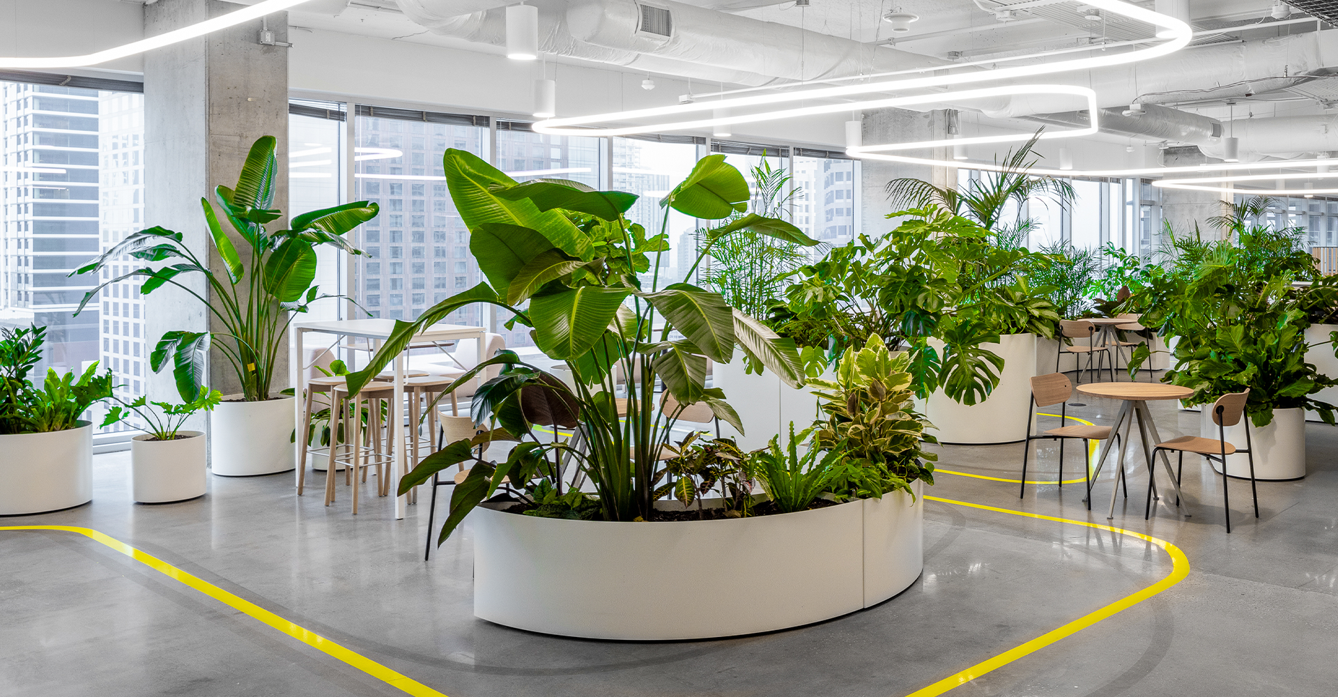 Miro Austin office biophilic design with mobile planters by Green Oasis