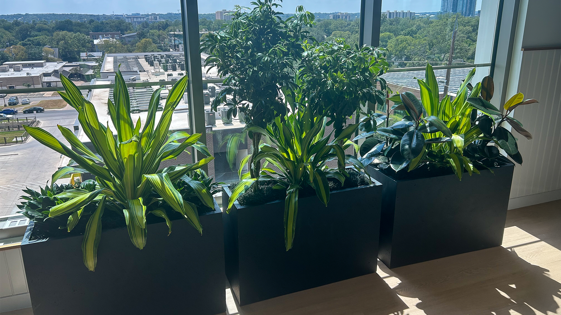 Café area at Zendesk Austin office with curated greenery and modern planters by Green Oasis.
