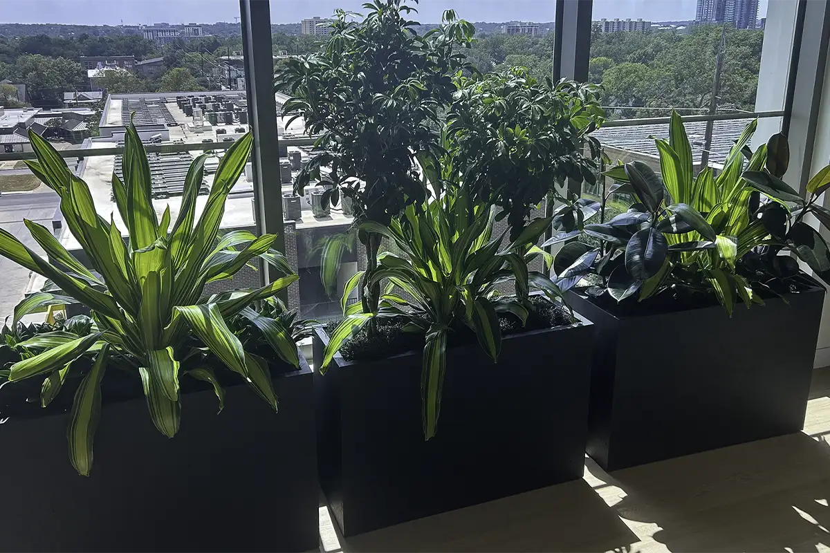 Café area at Zendesk Austin office with curated greenery and modern planters by Green Oasis.
