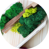 GO-Reindeer-Moss-Types.png