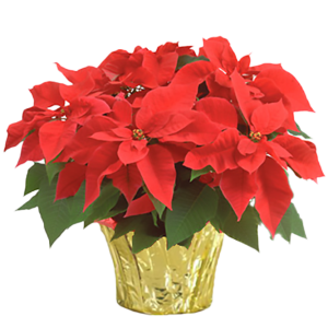 classic red poinsettia plant 10"